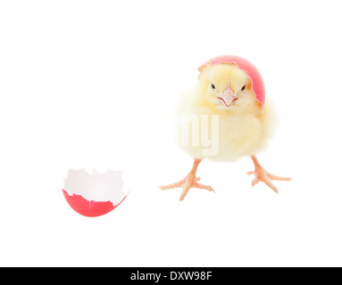 A chick hatching out of a pink Easter egg. Shot on white background. Stock Photo
