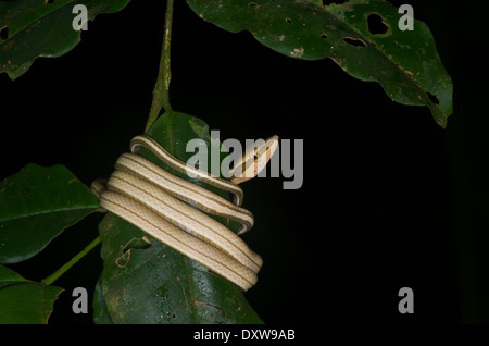 A young Green-striped Vine Snake (Xenoxybelis argenteus) coiled around a leaf at night in the Amazon basin in Peru. Stock Photo