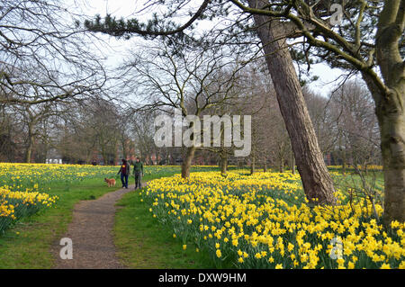 Liverpool, UK A colourful display of daffodils in Liverpool's Sefton Park attract many visitors to the park each spring. The Marie Curie Field Of Hope is currently in full bloom. Photographs taken on Monday, March 31, 2014. Credit:  Pak Hung Chan/Alamy Live News Stock Photo