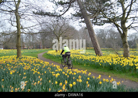 Liverpool, UK . 31st Mar, 2014. A colourful display of daffodils in Liverpool's Sefton Park attract many visitors to the park each spring. The Marie Curie Field Of Hope is currently in full bloom. Photographs taken on Monday, March 31, 2014. Credit:  Pak Hung Chan/Alamy Live News Stock Photo
