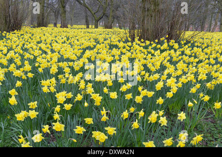 Liverpool, UK . 31st Mar, 2014. A colourful display of daffodils in Liverpool's Sefton Park attract many visitors to the park each spring. The Marie Curie Field Of Hope is currently in full bloom. Photographs taken on Monday, March 31, 2014. Credit:  Pak Hung Chan/Alamy Live News Stock Photo