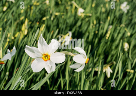 White narcissus in a spring garden. Stock Photo
