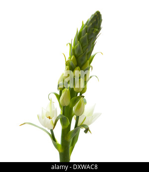 white Ornithogalum flowering spike isolated Stock Photo