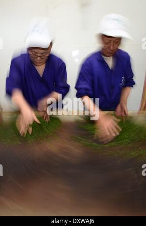 Enshi, China's Hubei Province. 31st Mar, 2014. Workers process tea leaves at a tea factory in Enshi Tujia and Miao Autonomous Prefecture, central China's Hubei Province, March 31, 2014. © Yang Shunpi/Xinhua/Alamy Live News Stock Photo
