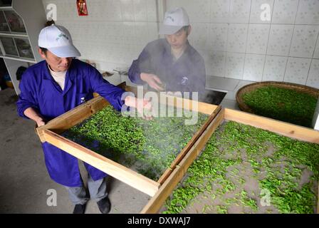 Enshi, China's Hubei Province. 31st Mar, 2014. Workers heat tea leaves at a tea factory in Enshi Tujia and Miao Autonomous Prefecture, central China's Hubei Province, March 31, 2014. © Yang Shunpi/Xinhua/Alamy Live News Stock Photo