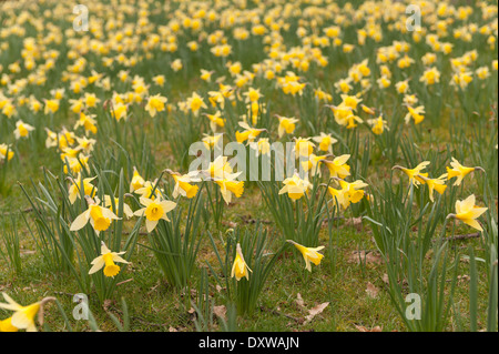 Meadow field of thin rows of many daffodils in springtime on sunny day Stock Photo