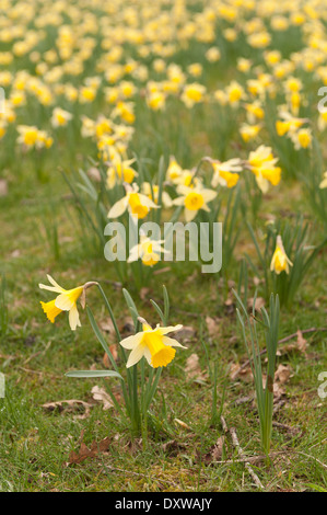 Meadow field of thin rows of many daffodils in springtime on sunny day Stock Photo