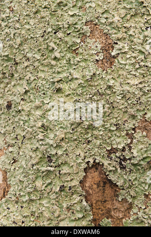 Foliose leafy lichen round ring patch patches on living ash bark tree with orange algae streaks down trunk Stock Photo