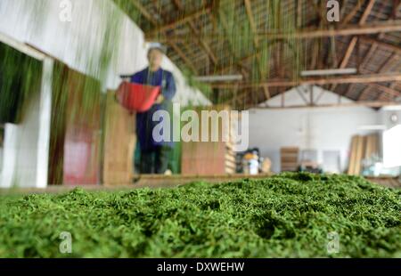 Enshi, China's Hubei Province. 31st Mar, 2014. A worker airs tea leaves at a tea factory in Enshi Tujia and Miao Autonomous Prefecture, central China's Hubei Province, March 31, 2014. © Yang Shunpi/Xinhua/Alamy Live News Stock Photo