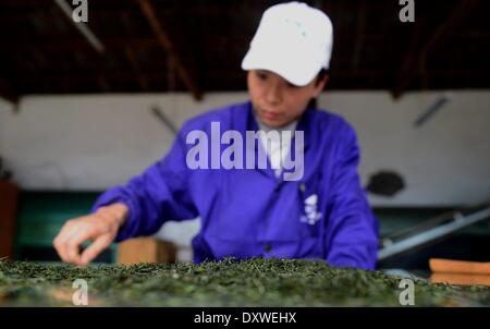 Enshi, China's Hubei Province. 31st Mar, 2014. A worker picks processed tea leaves at a tea factory in Enshi Tujia and Miao Autonomous Prefecture, central China's Hubei Province, March 31, 2014. © Yang Shunpi/Xinhua/Alamy Live News Stock Photo