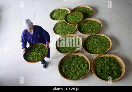 Enshi, China's Hubei Province. 31st Mar, 2014. A worker conveys newly picked tea leaves at a tea factory in Enshi Tujia and Miao Autonomous Prefecture, central China's Hubei Province, March 31, 2014. © Yang Shunpi/Xinhua/Alamy Live News Stock Photo