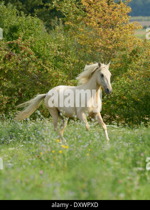 Palomino coloured Paso Fino horse galloping in the field Stock Photo