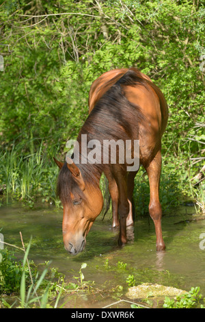 Paso Fino horse standing in water Stock Photo