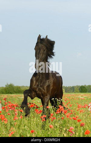 Friesian horse galloping in a poppy field Stock Photo