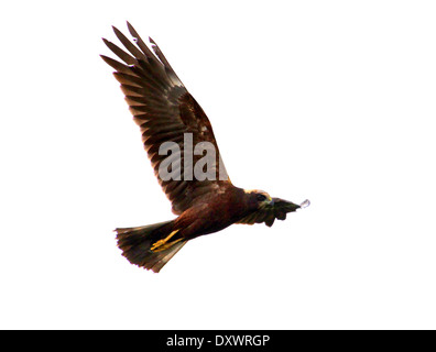 Female Marsh Harrier (Circus aeruginosus) in flight Stock Photo