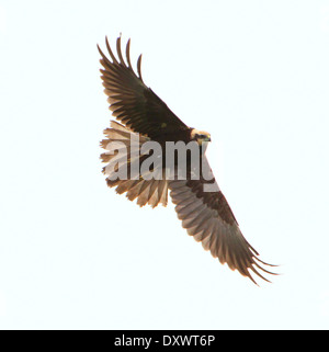 Female Marsh Harrier (Circus aeruginosus) in flight Stock Photo