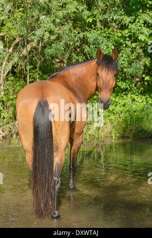 Paso Fino horse standing in water Stock Photo