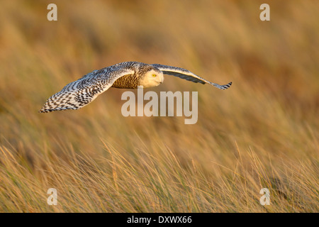 Snowy Owl (Bubo scandiacus), female flying over its winter area, evening light, Vlieland, West Frisian Islands
