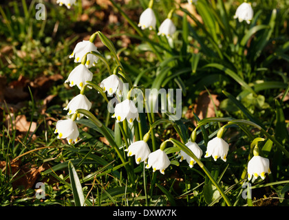 Spring Snowflake (Leucojum vernum), Bavaria, Germany Stock Photo