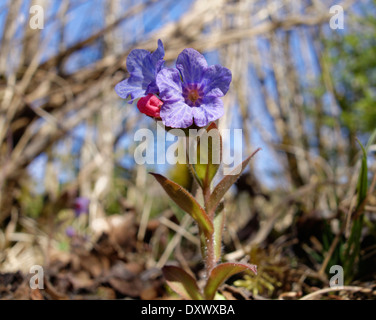 Soft Lungwort (Pulmonaria mollis), Isarauen, Bavaria, Germany Stock Photo
