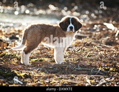 Saint Bernard puppy standing on the shore of a pond, Germany Stock Photo