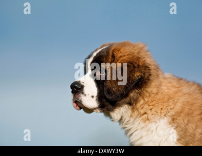 Saint Bernard puppy, portrait against blue sky, Germany Stock Photo