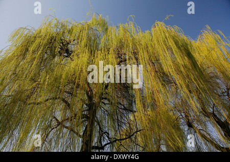 Weeping Willow (Salix babylonica), pendulous branchlets in spring, North Rhine-Westphalia, Germany Stock Photo