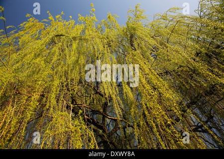 Weeping Willow (Salix babylonica), pendulous branchlets in spring, North Rhine-Westphalia, Germany Stock Photo
