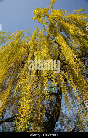 Weeping Willow (Salix babylonica), pendulous branchlets in spring, North Rhine-Westphalia, Germany Stock Photo