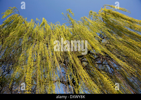 Weeping Willow (Salix babylonica), pendulous branchlets in spring, North Rhine-Westphalia, Germany Stock Photo