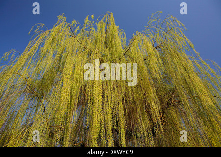 Weeping Willow (Salix babylonica), pendulous branchlets in spring, North Rhine-Westphalia, Germany Stock Photo