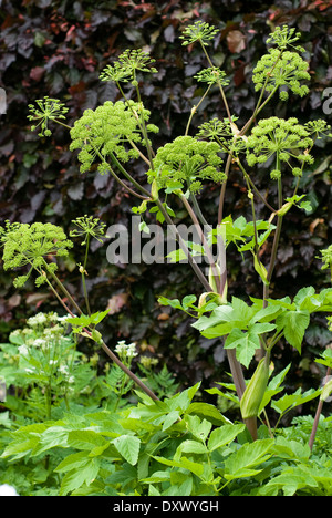 Angelica archangelica, Wild Celery. Herb. July. Bright green flowers. Stock Photo