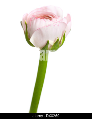 pale pink ranunculus, persian buttercup, isolated on white background Stock Photo