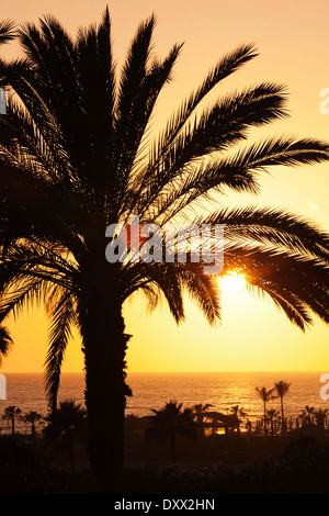 Palm trees by the sea at sunset, Playa de los Amadores, Gran Canaria, Canary Islands, Spain Stock Photo