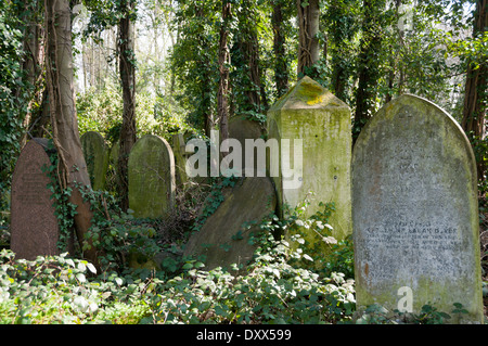 Old gravestones in undergrowth at Nunhead Cemetery in South London. Stock Photo
