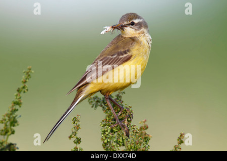 Western Yellow Wagtail (Motacilla flava) perched with prey, Strohauser Plate, Lower Saxony, Germany Stock Photo