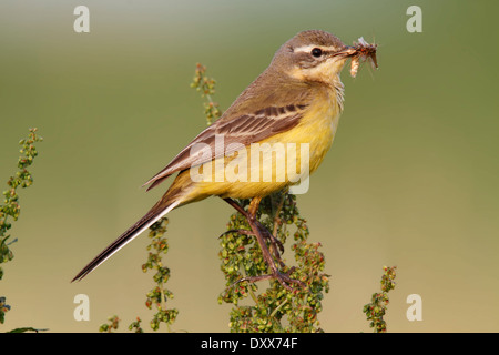Western Yellow Wagtail (Motacilla flava) perched with prey, Strohauser Plate, Lower Saxony, Germany Stock Photo