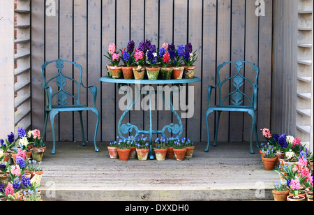 A beautiful display of hyacinths in terracotta pots on a shabby chic wrought iron table and chairs. Stock Photo