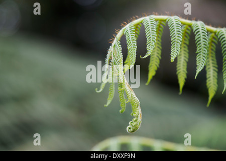 Cyathea mexicana . Tree Fern unfurling Stock Photo