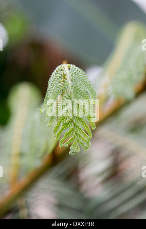 Cyathea mexicana . Tree Fern unfurling Stock Photo