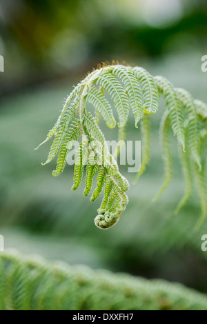 Cyathea mexicana . Tree Fern unfurling Stock Photo