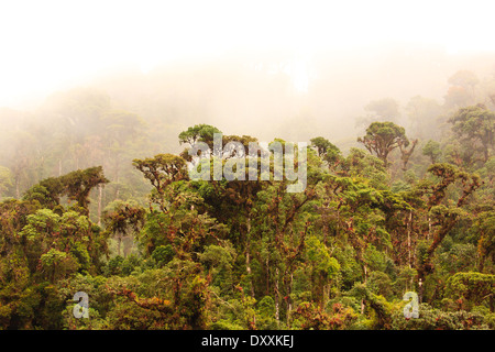 Misty cloud forest in La Amistad national park in the Chiriqui province, Republic of Panama. Stock Photo