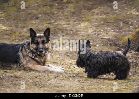 shepherd dog and scottish terrier Stock Photo