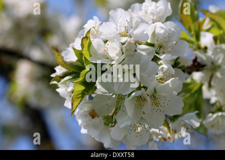 Close up shot of Cherry blossom, like some nice flower background. Stock Photo