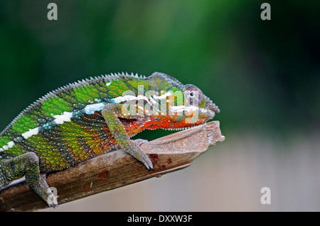 Panther chameleon (Furcifer pardalis), adult male, Maroantsetra, Madagascar.