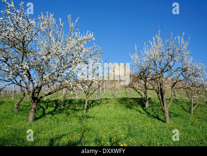 Germany, Baden-Württemberg, Kernen-Stetten, Yburg, Deutschland, Baden-Württemberg, Kernen-Stetten, Yburg, Burgruine, Obstblüten Stock Photo