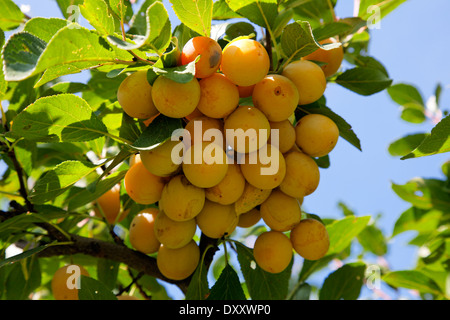 Germany, Baden-Württemberg, Mirabelle (Prunus domestica subsp. Syriaca), yellow plum, Mirabellen, Gelbe Zwetschge Stock Photo