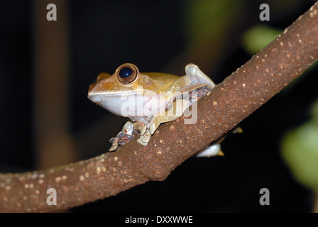 Madagascan tree frog (Boophis madagascariensis). The species is sometimes known as the Madagascan dagger frog.
