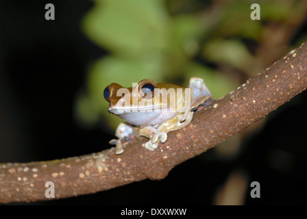 Madagascan tree frog (Boophis madagascariensis). The species is sometimes known as the Madagascan dagger frog.