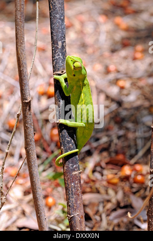 Carpet or Jewelled chameleon (Furcifer lateralis) at the Anja Community Reserve, Madagascar. Stock Photo